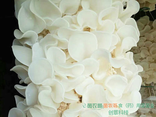 玉木耳吊袋栽培 玉木耳吊袋栽培